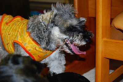 ウレヨダ　海くん♪