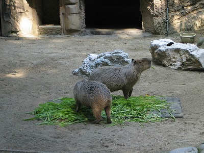 カピバラ君。