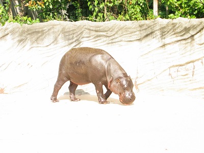 コビトカバ君。