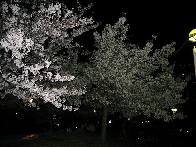 夜桜。