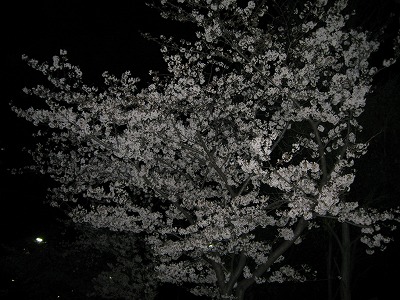 夜桜。