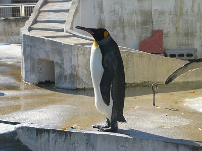 佇むおペンギン。