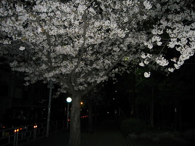 夜桜。