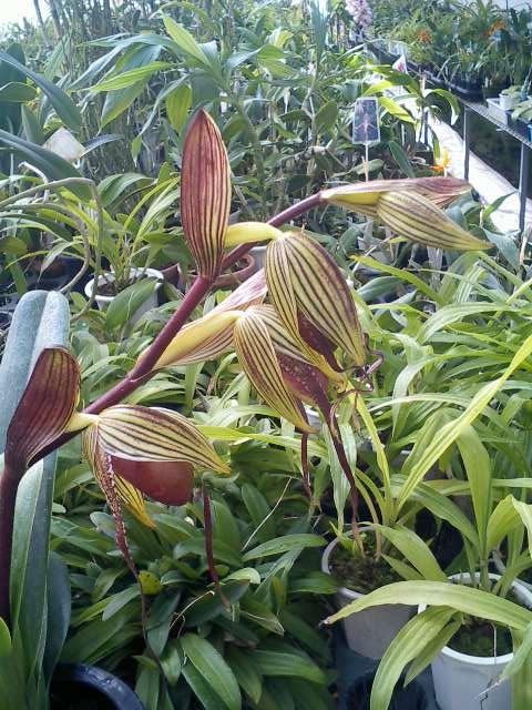 Paph.St.Swithin