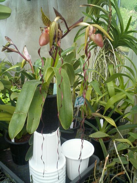 Paph.sanderianum