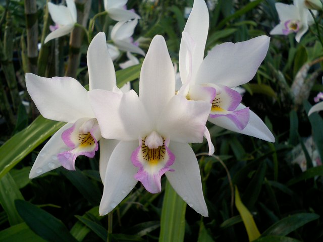 Dial.Mizoguchi'Princess Kiko'