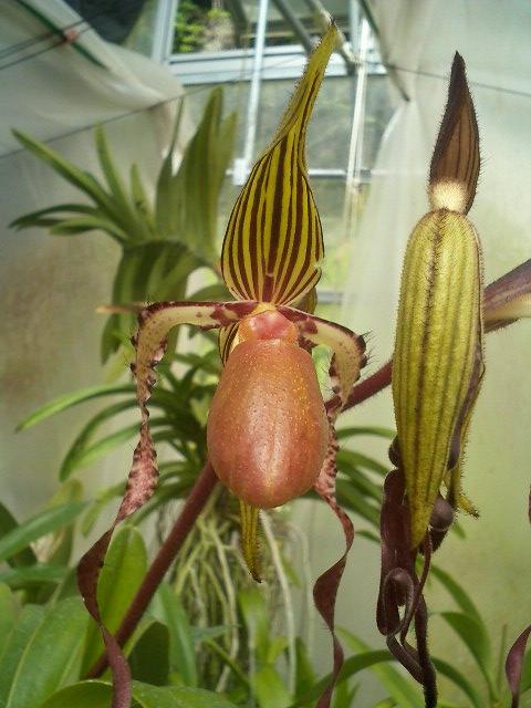 Paph.sanderianum