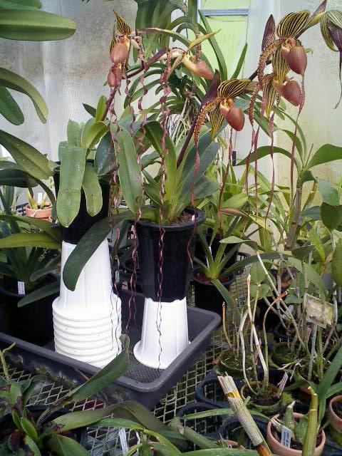 サンデリとプリエド