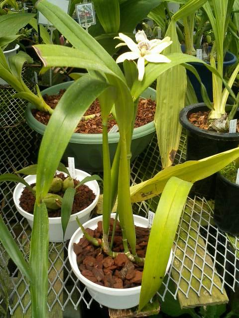 Encyclia fragrans