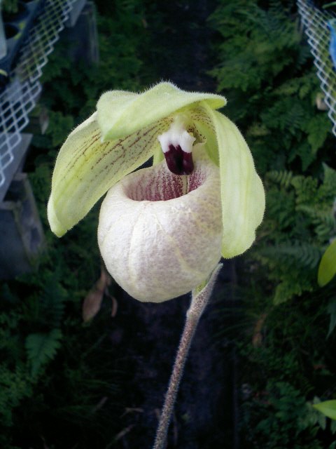 Paph.malipoense