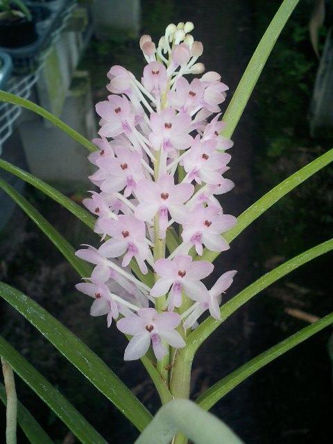 Asctm.christensonianum