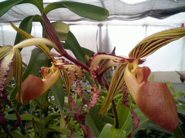 Paph.sanderianum