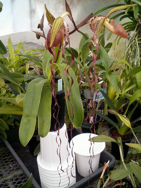 Paph.sanderianum