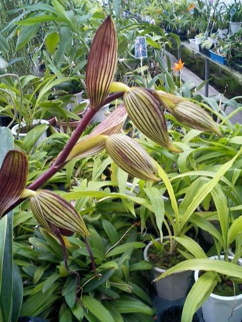 Paph.St.Swithin