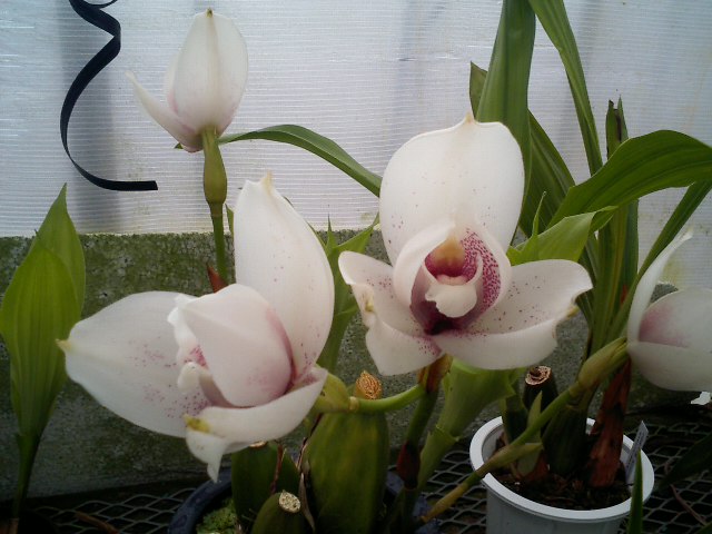 Angcst.Olympus 'Goliath'白花