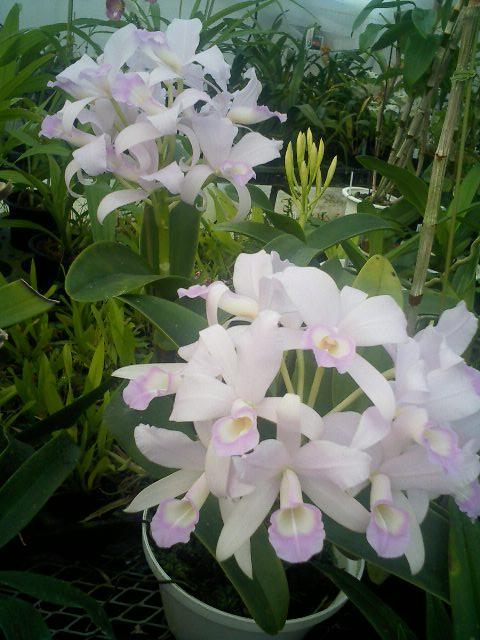 C.skinneri fma.coerulescens 'Orchidglade'