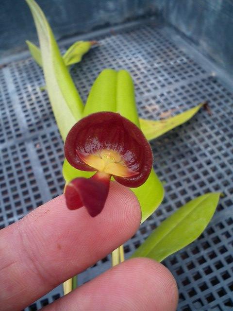 Pths.adeleae下から