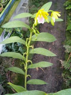 Oerstedella wallisii