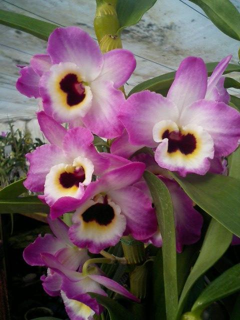 Den.Love Song 'Rika'