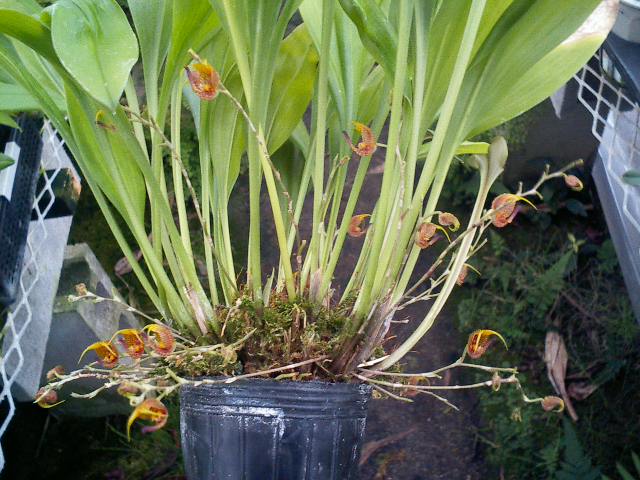 Scaphosepalum beluosum