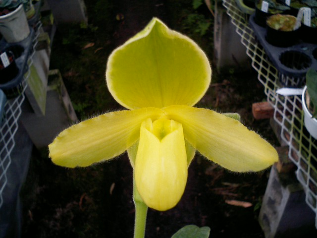 Paph.(Verde Oro x primulinum)