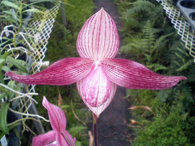 Paph.Delrosii