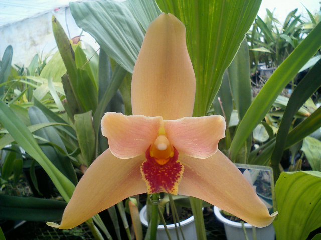 Lyc.Aquila`Detante'