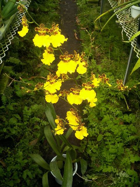 Onc.Jiuhbao Gold 'Tainan'