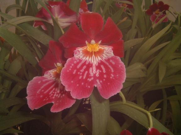 Milt.Celle'Wasserfal'