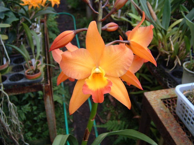 Iwan.Apple Blossum'Yellow'