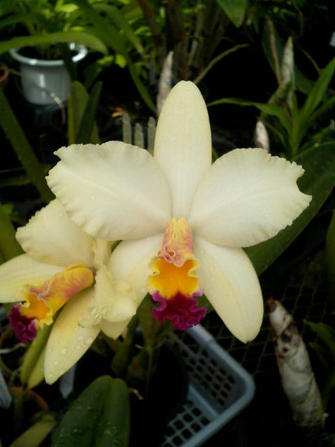 Lc.Tokyo Magic‘Lea’