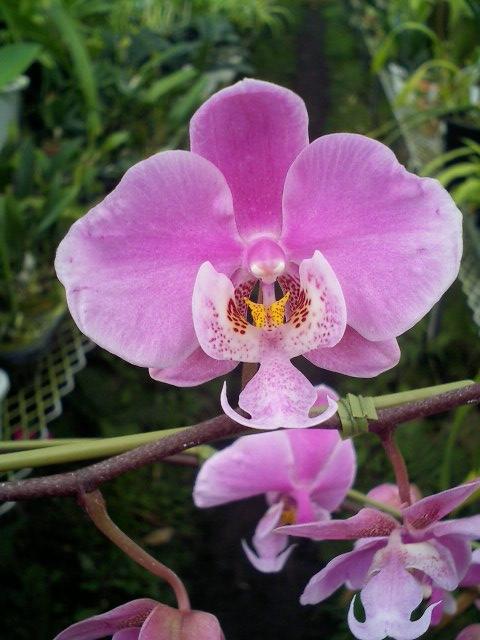 Phal.schilleriana