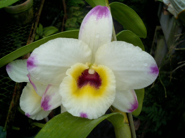 Den.White Christmas 'Maiko'