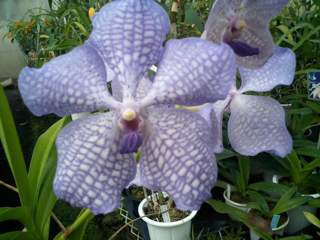 Vanda