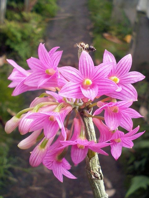 Den.goldschmidtianum