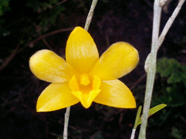 Den.hancockii