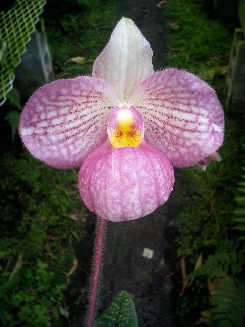 Paph.Magic Lantern