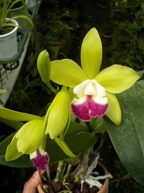 Epc.Siam Jade 'Tinny'