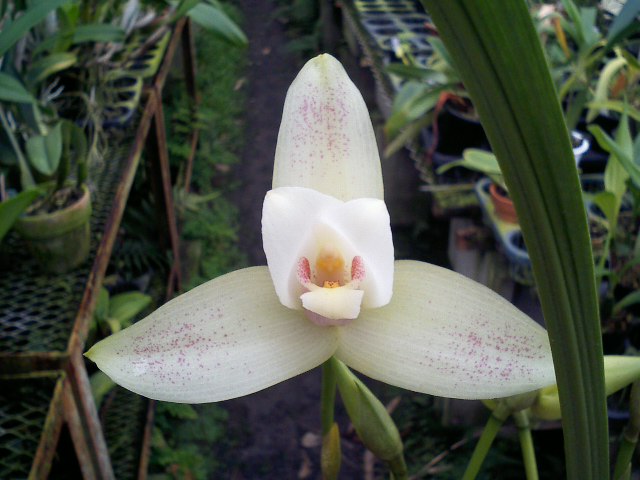 Lyc.(Spectabilis x Hamana Wine)