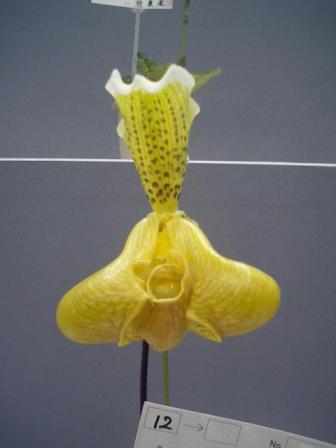 Paph.insigne'Oditty'