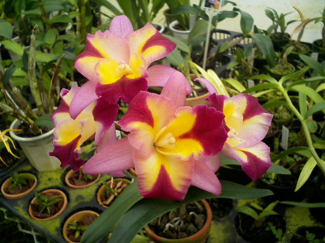 Hknsa.Sogo Doll'Little Angel'