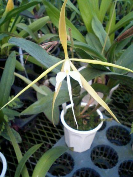 Epi.latifolium