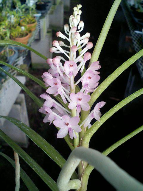 Asctm.christensonianum