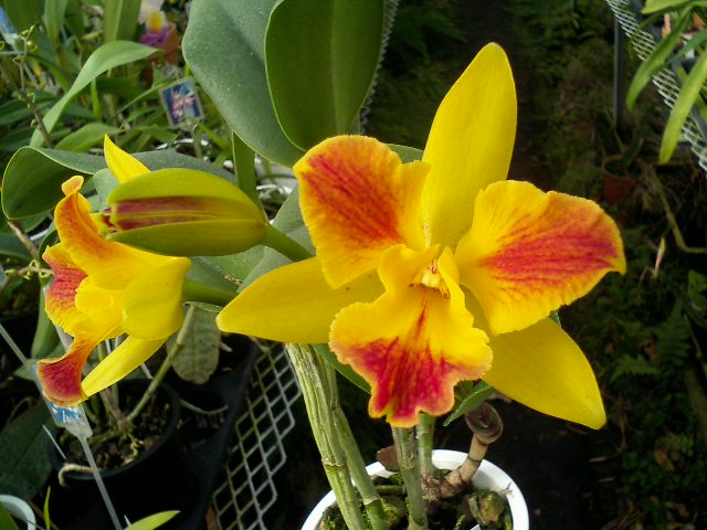 Pot.Burana Beauty'Burana'