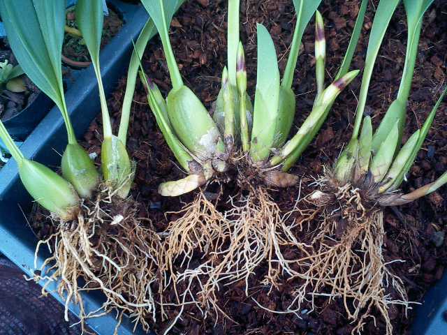 Max.triloris株分け