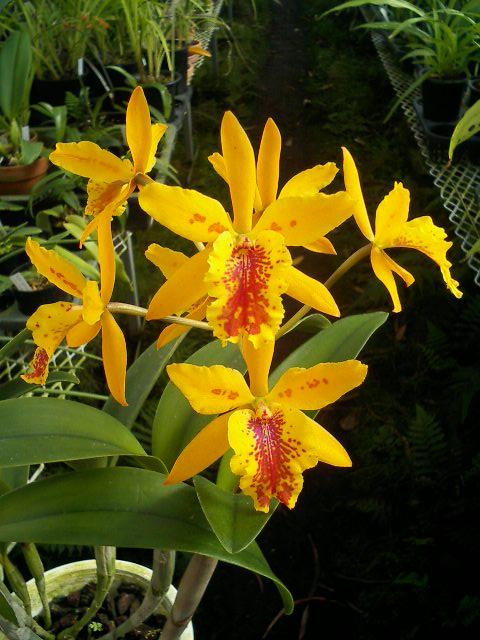 Eplc.Don Herman'Fleckles'