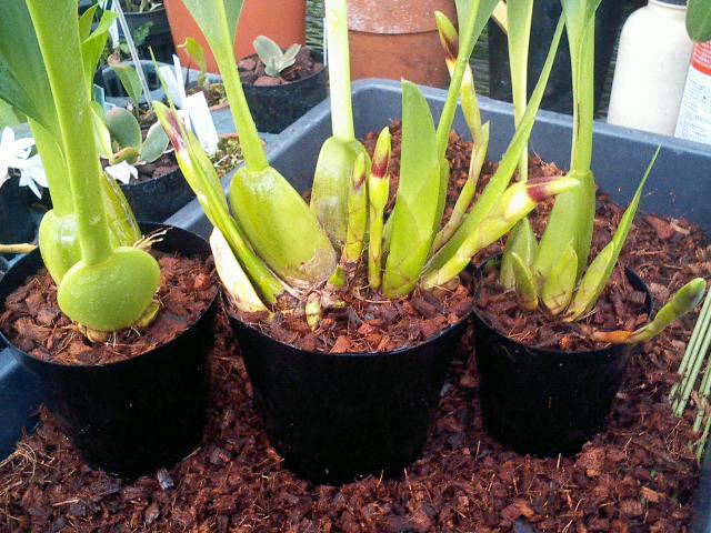 Max.triloris植え替え