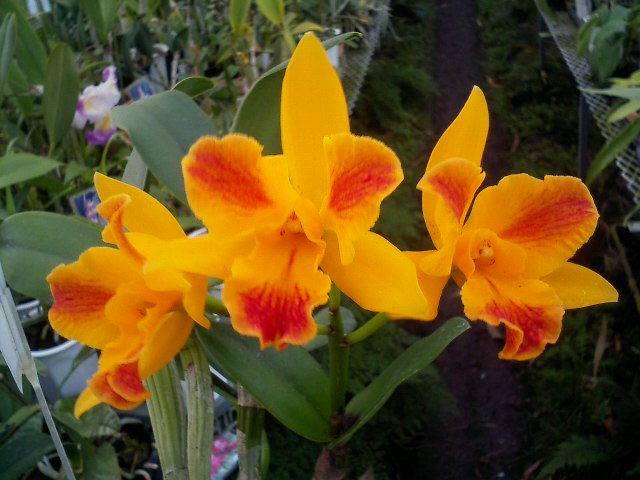 Pot.Burana Beauty'Burana'