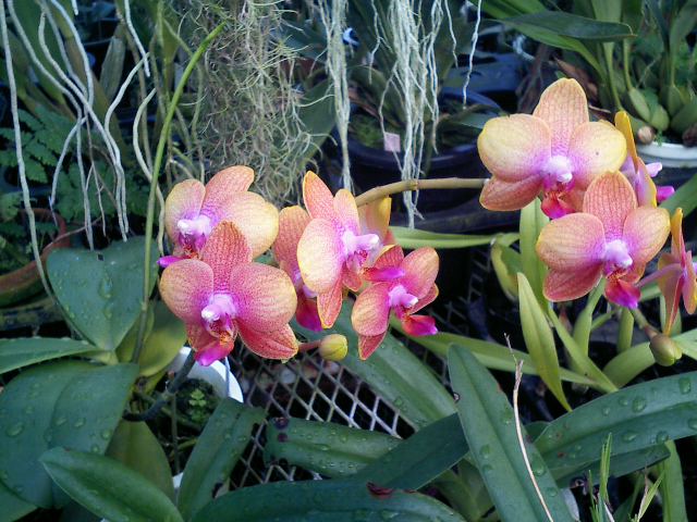 Phal.Brother Sarah'Sweet Luna'