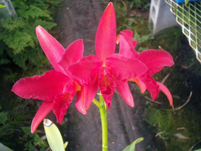 Slc.Jewel Box 'Dark Waters'